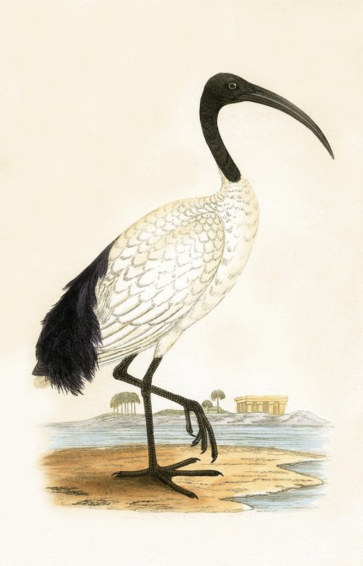 Kutsal Ibis, Charles Robert Bree (1811-86) tarafından 