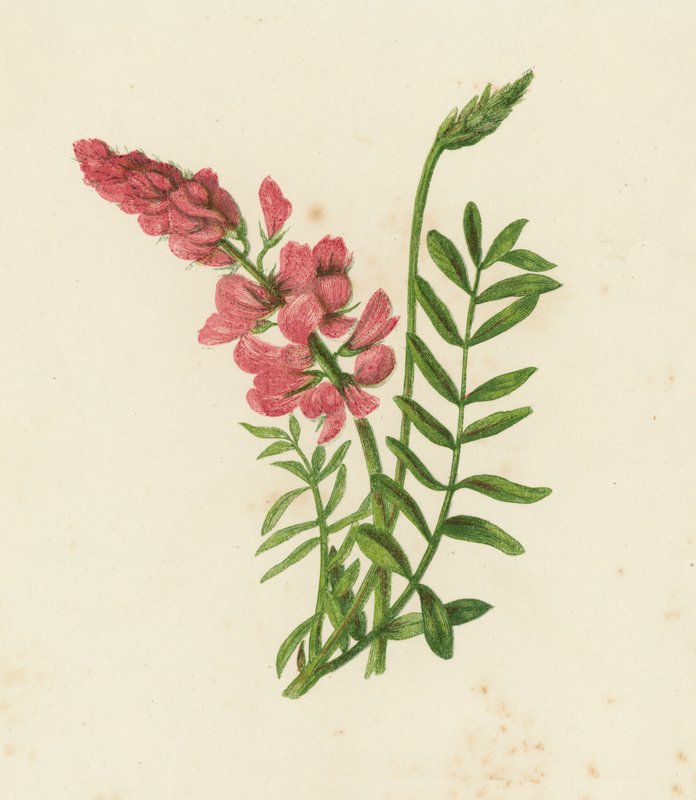 Saintfoin, Onobrychis Sativa (renkli litho) by English School