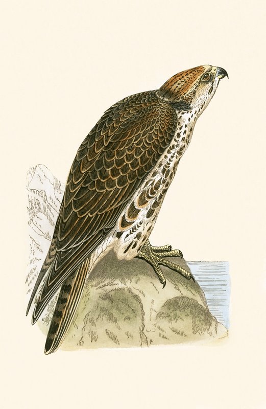 Saker Falcon, Charles Robert Bree (1811-86) tarafından 