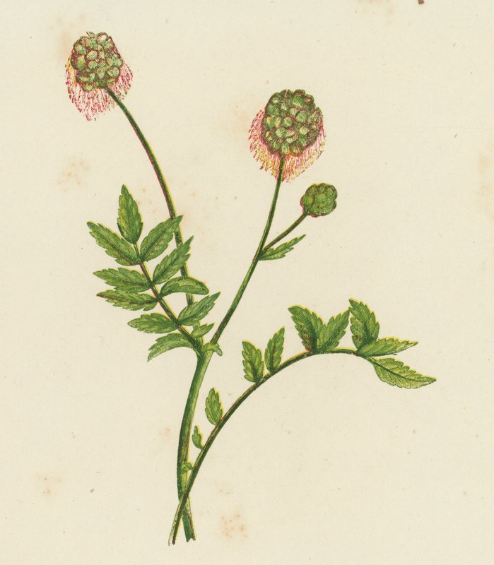 Salata Burnet, Poterium Sanguisorba (renkli taş) by English School