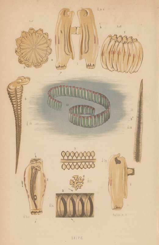 Salpae (üyeler) by English School