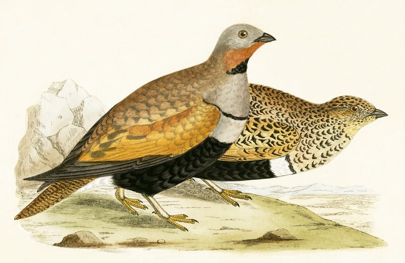Kum Ormanı, Charles Robert Bree (1811-86) tarafından 