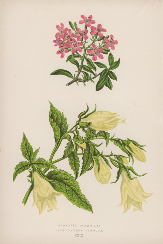 Saponaria Ocymoides; Symphyandra Pendula (renkli taş) by English School