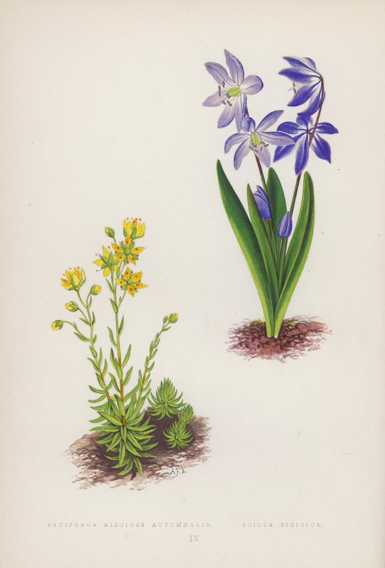 Saxifraga Aizoides Autumnalis; Scilla Sibirica (renkli taş) by English School