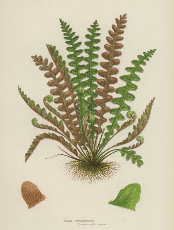 Pullu Dalakotu (renkli lito) by English School