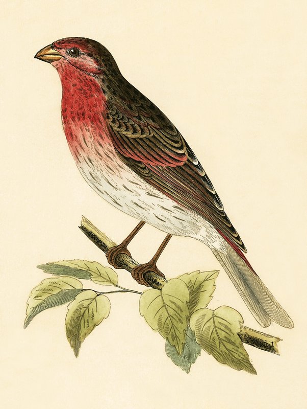 Scarlet Şakrak Kuşu, Charles Robert Bree (1811-86) tarafından 