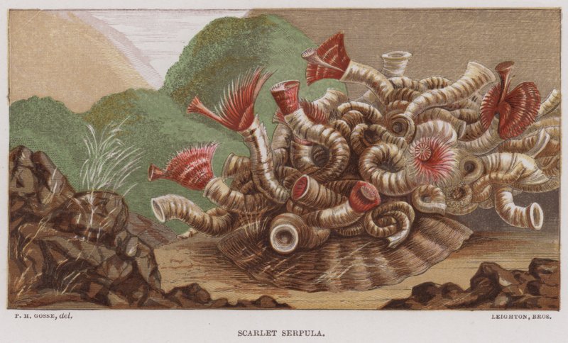 Scarlet Serpula (renkli lito) by English School