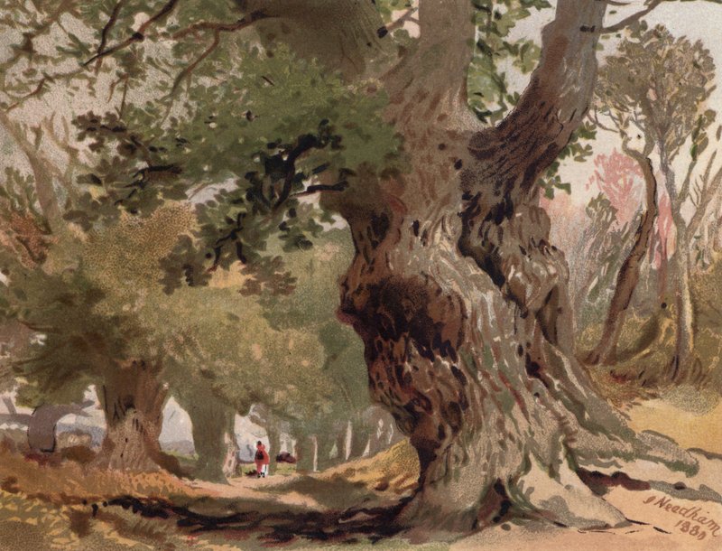 Sherwood Ormanı