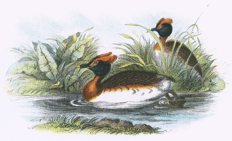 Sklavonian Coot by English School