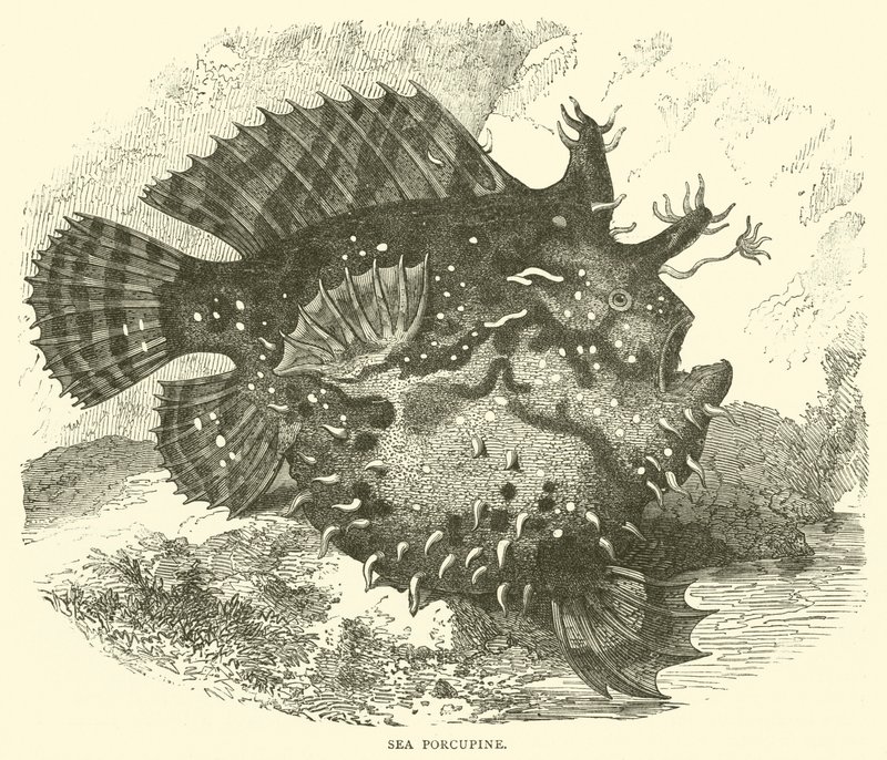 Deniz Kirpisi (gravür) by English School