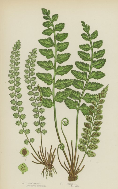 Deniz Dalak, Yeşil Dalak (renkli lito) by English School
