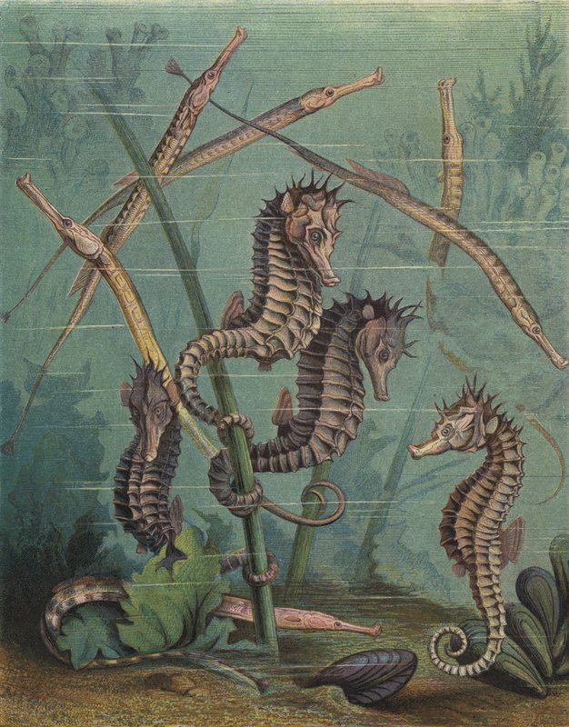 Denizatı ve pipefish (renkli gravür) by English School