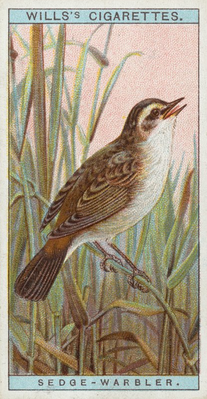 Saz-Warbler by English School