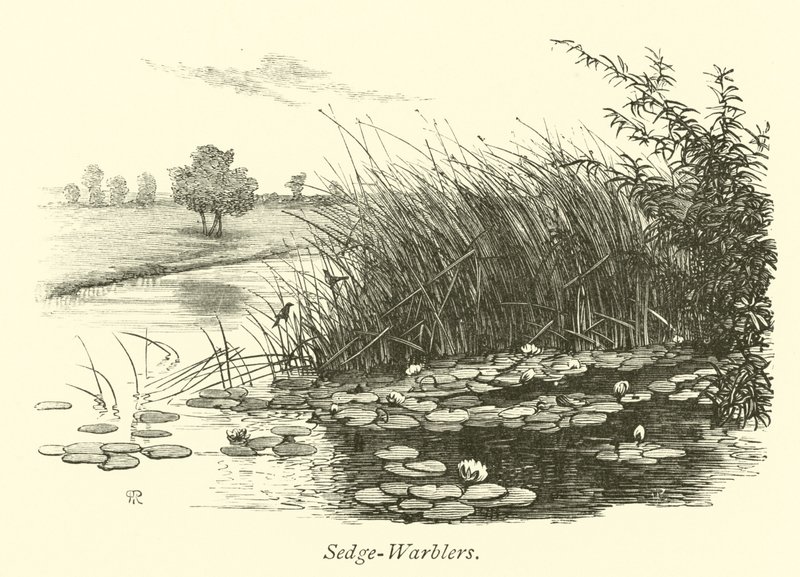 Saz-Warblers by English School