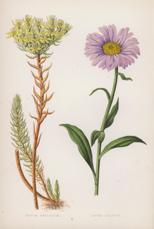 Sedum refleksi Aster Alpinus (renkli lito) by English School