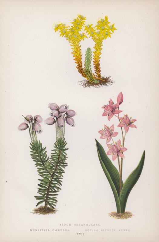 Sedum Sexangulare; Menziesia Caerulea; Scilla Bifolia Rubra (renkli taş) by English School