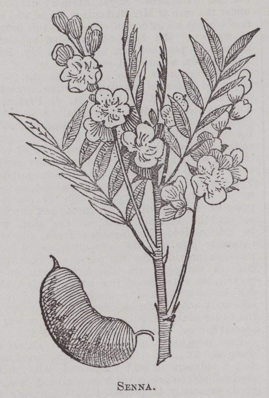 Senna (gravür) by English School