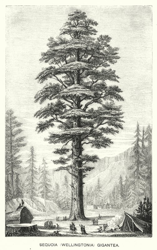 Sequoia (Wellingtonia) Gigantea (gravür) by English School