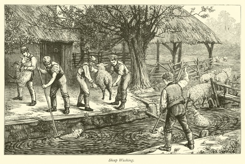 koyun yıkama by English School