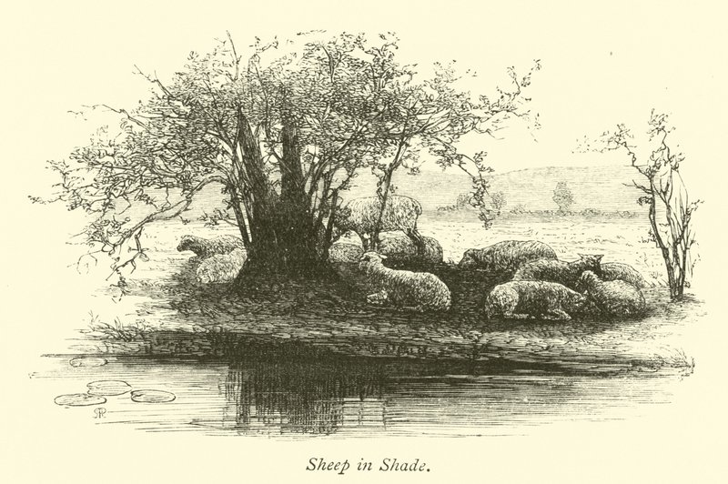 Gölgede Koyun by English School