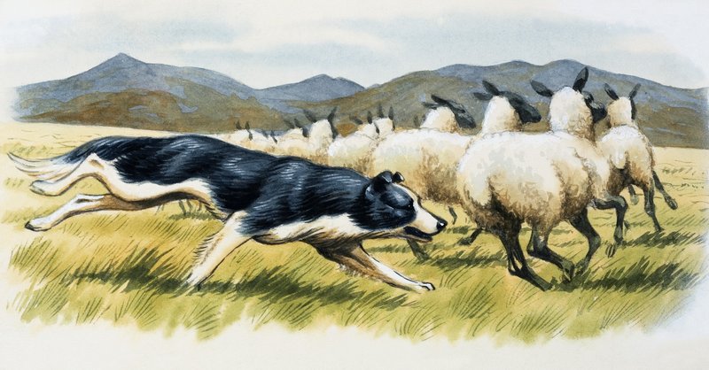 Çoban köpeği by English School