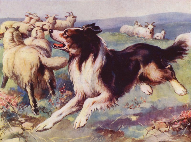 Çoban köpeği iş başında (renkli taş) by English School