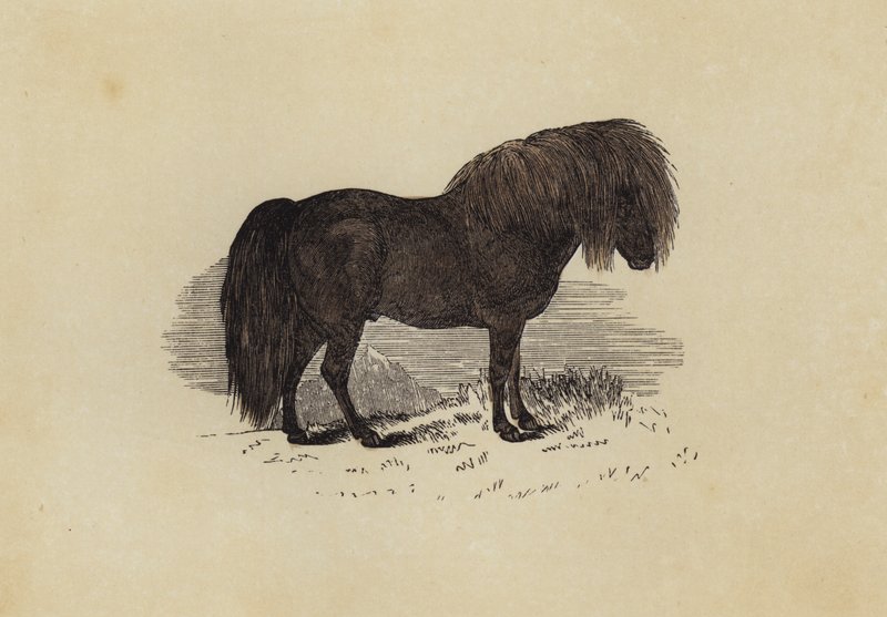 Shetland Midillisi (renkli taş) by English School