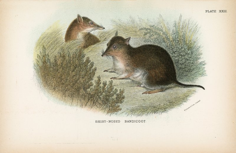 Kısa Burunlu Bandicoot by English School