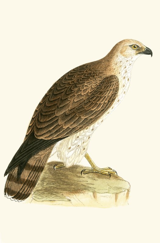 Kısa Toed Eagle, Charles Robert Bree (1811-86) tarafından 