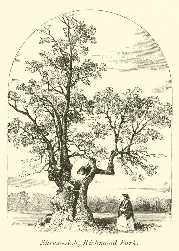 Hırçın Kül, Richmond Parkı by English School