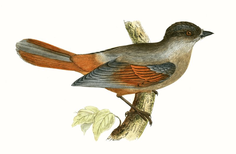 Siberian Jay, Charles Robert Bree (1811-86) tarafından 
