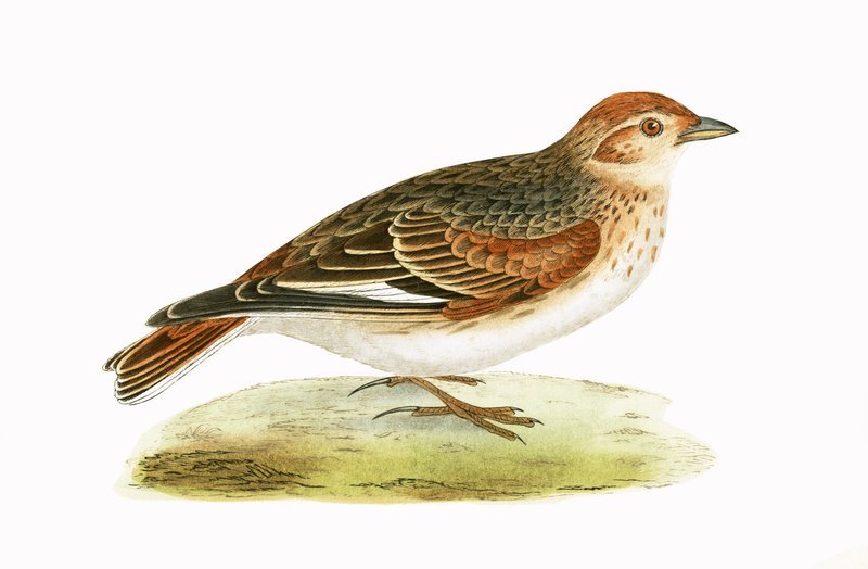 Sibirya Lark, Charles Robert Bree (1811-86) tarafından 