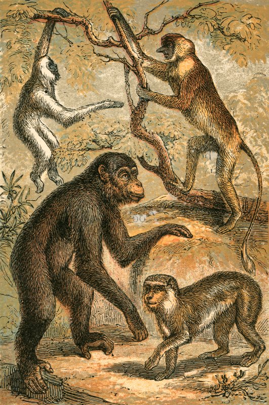 Simli Gibbon, Hortum Maymun, Şempanze ve Berberi Maymun by English School