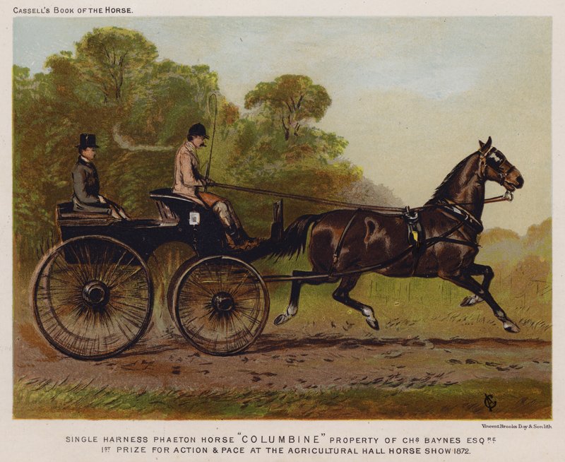 Tek Koşumlu Phaeton Horse "Columbine", Charles Baynes Esq
