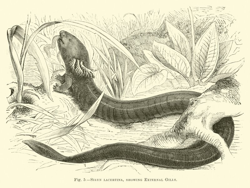 Siren Lacertina, Dış Solungaçları Gösteriyor by English School