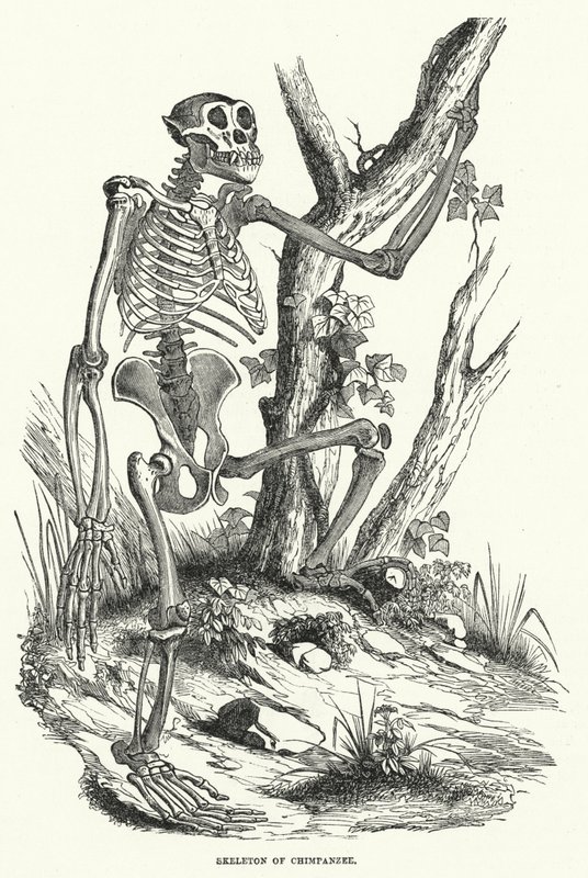 Şempanze İskeleti (gravür) by English School