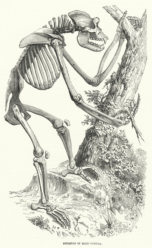 Erkek Goril İskeleti (gravür) by English School