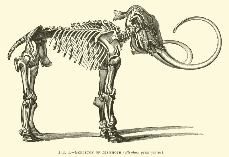 Mamut İskeleti, Elephas primigenius by English School