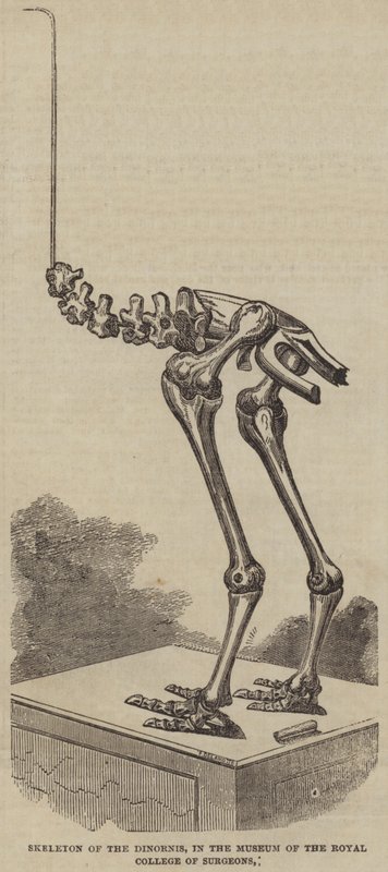 Dinornis