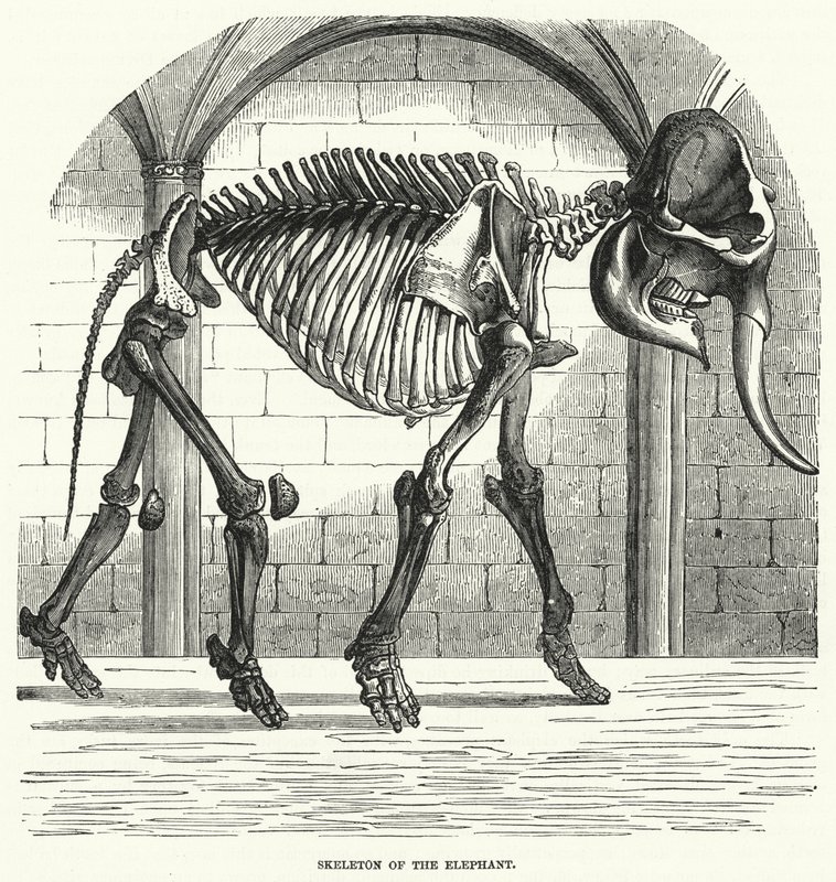 Fil İskeleti (gravür) by English School