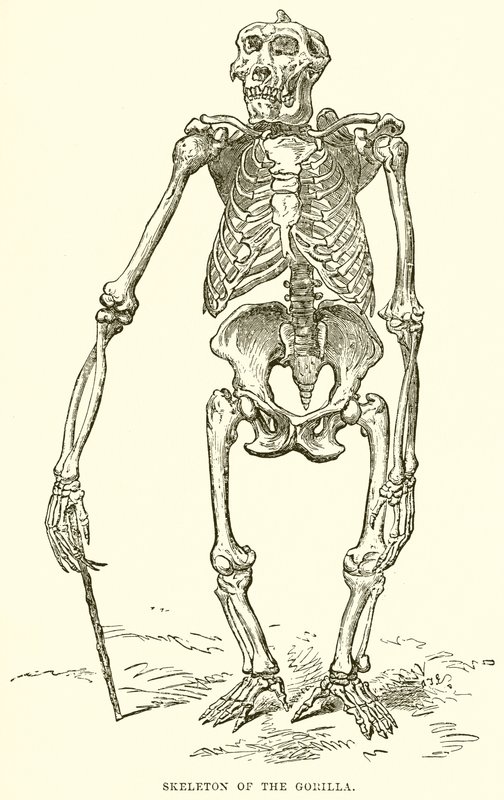 Goril İskeleti by English School