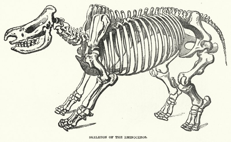 Gergedan İskeleti (gravür) by English School