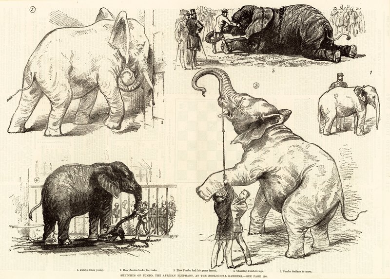 Afrika fili Jumbo