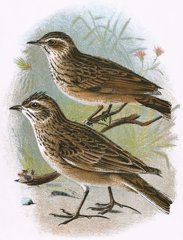 Sky-Lark (altta) ve Wood-Lark (üstte) by English School