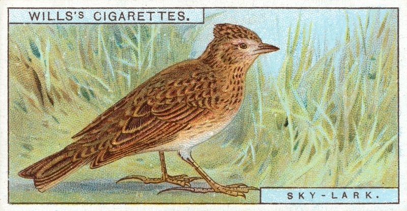 Sky-Lark by English School