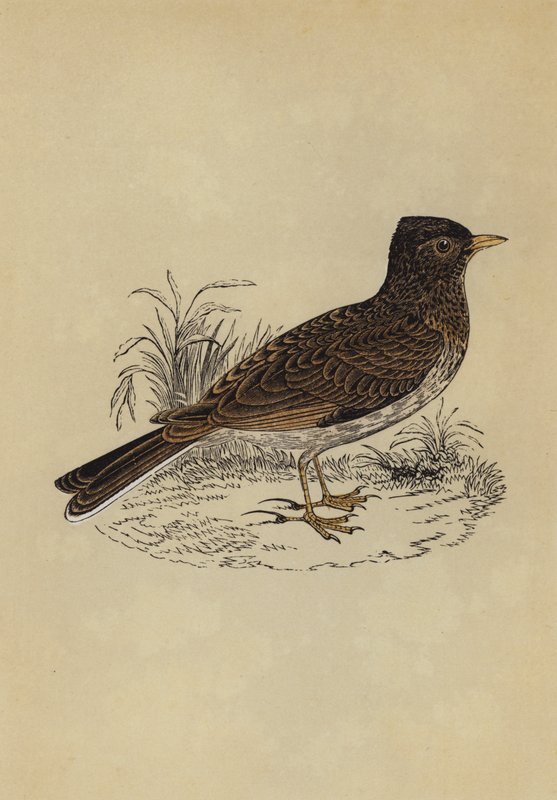 Skylark (renkli taş) by English School