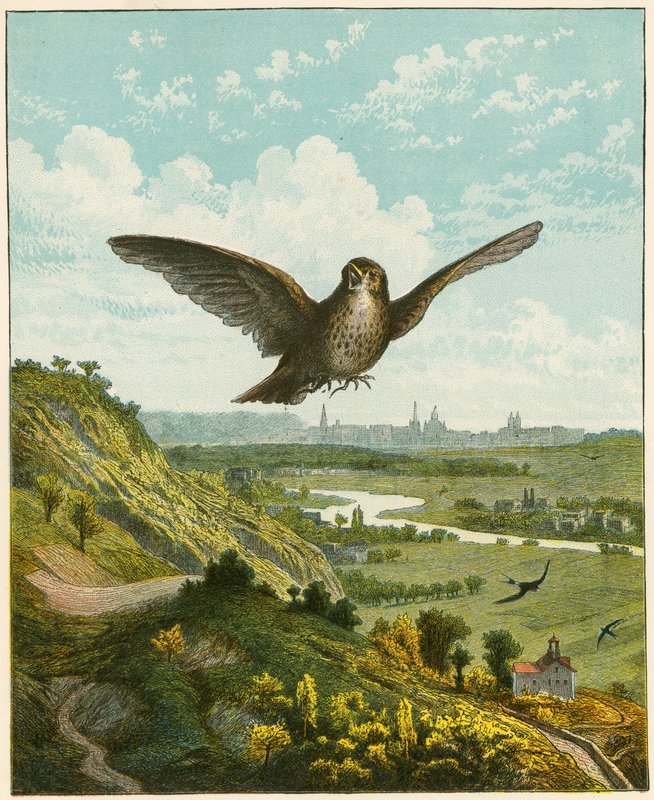 Gökkuşağı by English School