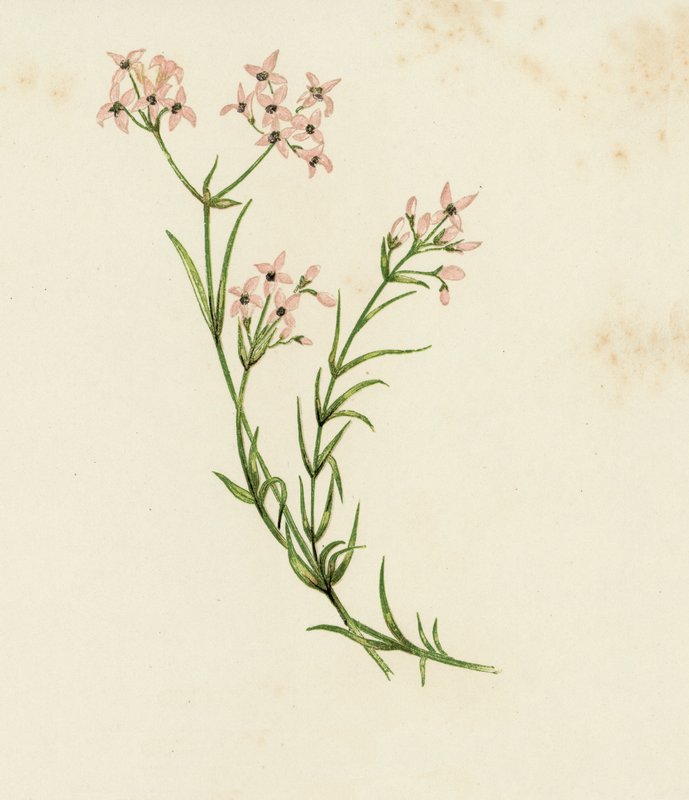 Küçük Woodruff, Asperula Cynanchica (renkli litho) by English School