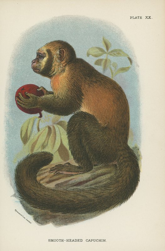 Düz Kafalı Capuchin by English School