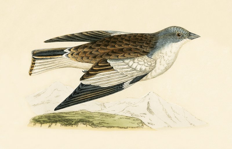 Kar Finch, Charles Robert Bree (1811-86) tarafından 